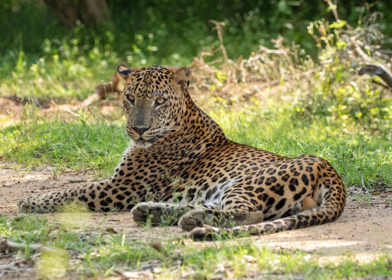 Stars Over Udawalawe